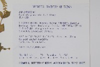 假川牛膝藏品圖，第2張