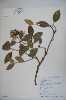 珊瑚樹藏品圖，第1張