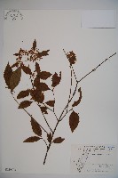 呂宋莢迷藏品圖，第1張