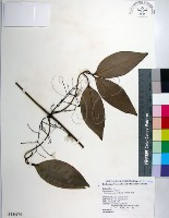 厚葉鐵線蓮藏品圖，第1張