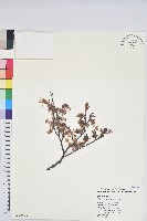 臺灣水青岡藏品圖，第1張