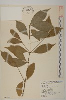 大丁黃藏品圖，第1張