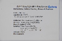 長梗花冬青藏品圖，第2張