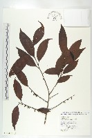 山紅柿藏品圖，第5張