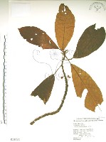 水冬瓜藏品圖，第1張