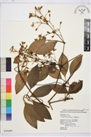 厚葉鐵線蓮藏品圖，第2張