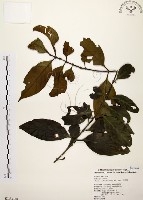 茜草樹藏品圖，第1張