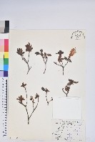 唐杜鵑、大屯杜鵑、中原氏杜鵑藏品圖，第1張