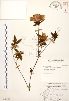 烏來杜鵑藏品圖，第1張