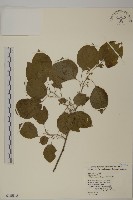 大葉南蛇藤藏品圖，第1張