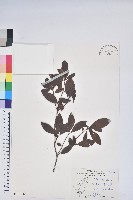 唐杜鵑、大屯杜鵑、中原氏杜鵑藏品圖，第1張