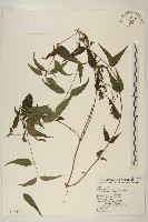 田代氏澤蘭藏品圖，第1張