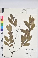 土密樹藏品圖，第1張