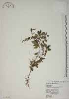 越橘葉蔓榕藏品圖，第1張