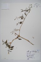 槍刀菜藏品圖，第1張