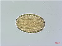 槍刀菜藏品圖，第3張