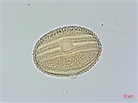 槍刀菜藏品圖，第4張