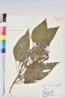 臺灣鐵莧藏品圖，第1張