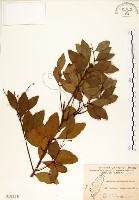 土樟藏品圖，第1張