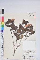 唐杜鵑、大屯杜鵑、中原氏杜鵑藏品圖，第1張