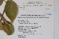 毛瓣蝴蝶木藏品圖，第2張