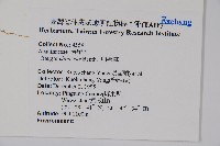 明萼草藏品圖，第2張