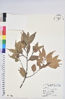 長尾栲、長尾柯、長尾尖葉櫧藏品圖，第1張