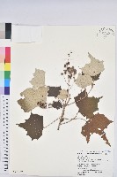 台灣白匏子藏品圖，第1張