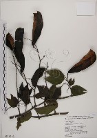 菊花木藏品圖，第1張