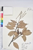 子彈石櫟、柯藏品圖，第1張