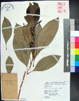 紅頭李欖, 蘭嶼李欖藏品圖，第1張