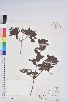 唐杜鵑、大屯杜鵑、中原氏杜鵑藏品圖，第1張