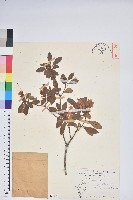 南澳杜鵑藏品圖，第1張