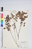 南澳杜鵑藏品圖，第1張