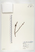 俄氏柿藏品圖，第1張