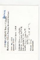 俄氏柿藏品圖，第4張