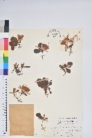 南澳杜鵑藏品圖，第1張