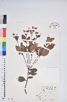 南澳杜鵑藏品圖，第1張