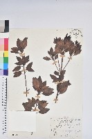 馬銀花藏品圖，第1張