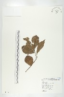 菱葉柿藏品圖，第3張