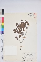 南澳杜鵑藏品圖，第1張