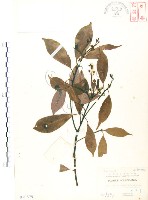 豬腳楠藏品圖，第1張