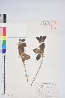 南澳杜鵑藏品圖，第1張
