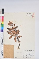 玉山杜鵑藏品圖，第1張