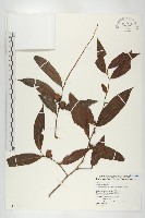 軟毛柿藏品圖，第1張