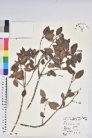 馬銀花藏品圖，第1張