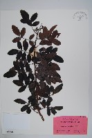 巴西乳香、巴西胡椒木藏品圖，第1張