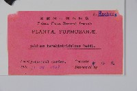 巴西乳香、巴西胡椒木藏品圖，第2張