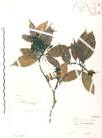 豬腳楠藏品圖，第1張