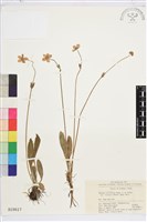 條葉銀蓮花藏品圖，第1張